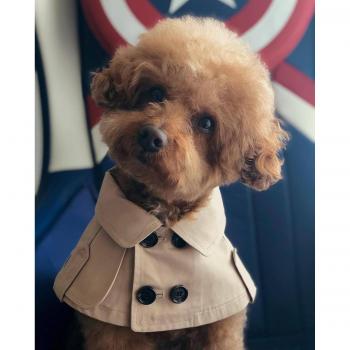 Sangle Chic Bichon