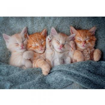 The Sweetest Kittens Puzzle von Castorland