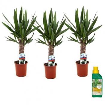 Yuca Elephantipes Trio Alto