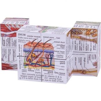 Zoobookoo Scientific Human Body Cube Book Systems and Statistics