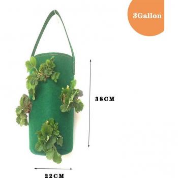 Semis 3 gal : pomme de terre, fraise, plante
