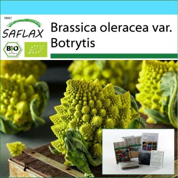 Ensemble de Semences Chou-Fleur Romanesco