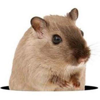 Adorable 3D Animal Decor