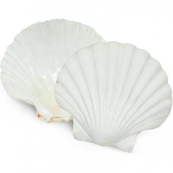 Conchas de Mar para Hornear y Servir