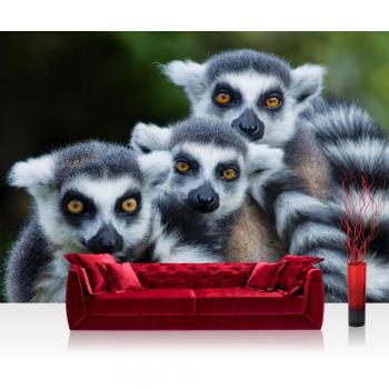 Affe Katta Vliestapete 208x146 cm – PREMIUM PLUS