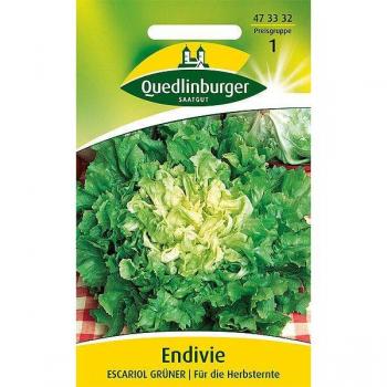 Grüner Escariol-Salat