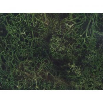 Mousse de Lichen Vert Ébène Islandais – 250 g (HEKI 3231)