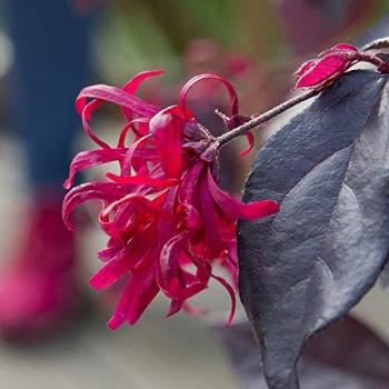 Chinese Witch Hazel 'EverRed' Established Plant in 15cm Pot