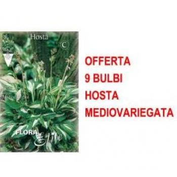 Offerta Speciale: 9 Bulbi Hosta Undulata Mediovariegata