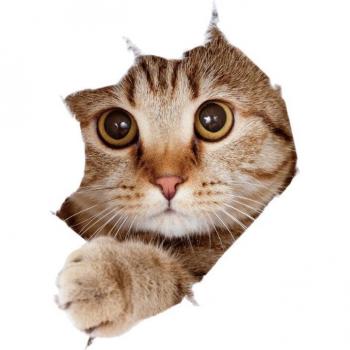 Cute Cat Wall Decor Stickers