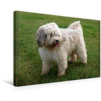 Premium Textil‑Leinwand: Tibet‑Terrier 45 × 30 cm – CALVENDO & Bindig