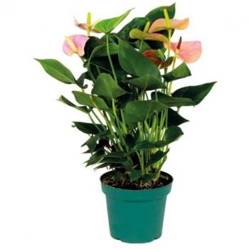 Anthurium Aristo Flamboyant Rose – Format 14 cm de diamètre, 45‑55 cm de hauteur