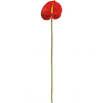 Anthurium Maali Vega 68 cm Flor Elegante Roja y Verde