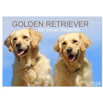 SchnelleWelten, SchnelleWelten: Golden Retriever ein treuer Begleiter (Tischkalender 2024 DIN A5 quer), CALVENDO Monatskalender