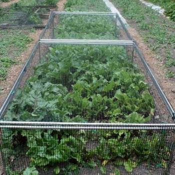 Garden Strawberry Netting Cage 46cm x 122cm x 366cm
