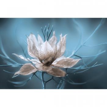 Papermoon “Mandy Disher & Nigella” türkische Blumenblüte – Fototapete, 250 cm × 186 cm, Vlies