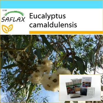 Regalo Esclusivo River Red Gum – 200 Semi di Eucalyptus Camaldulensis in Pacchetto