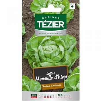 Merveille d'Hiver : Laitue Tezier, Graine Sélective