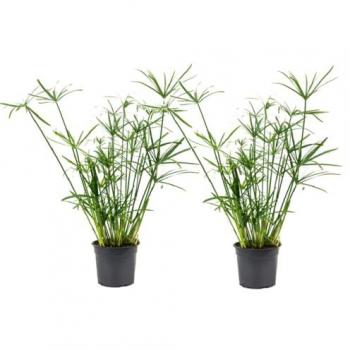 Planta paraguas 2 pzas Cyperus alternifolius 40-50cm ⌀14cm