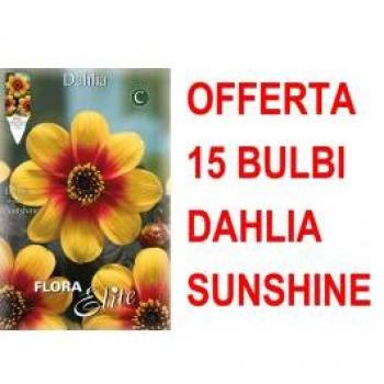 Set di 15 Bulbi Dahlia Mignon Sunshine