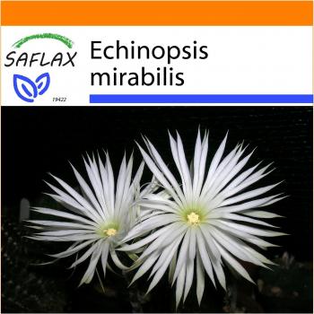 SAFLAX