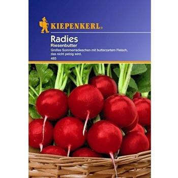 Ravanello Riesenbutter Kiepenkerl