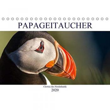 Papageitaucher: Clowns des Nordatlantik