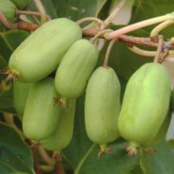 Kiwi Gigante Verde Maschio Impollinatore