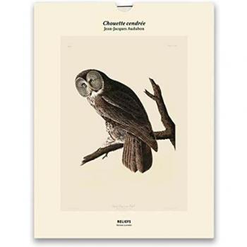 Chouette cendrée, Les oiseaux d'Amérique