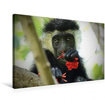 CALVENDO 75 cm × 50 cm Textil-Leinwand – Afrikanische Weisheiten & Sprichworte
