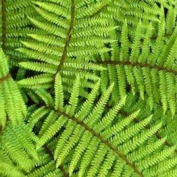 Fougère Perenne 18 cm – Polystichum Polyblepharum