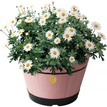 VegTrug Pink Medium Size Build-A-Barrel Kit (34cm Tall, 46cm Wide)