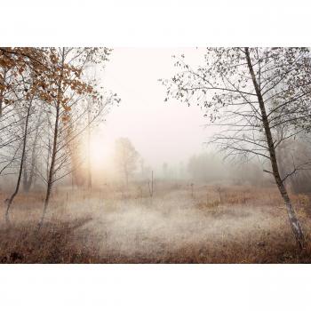 Salon Photo Forêt Brume