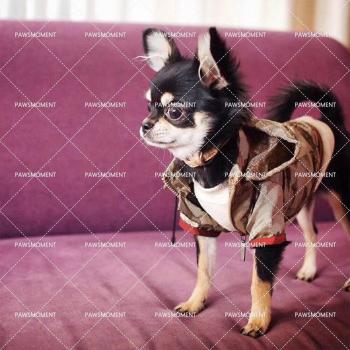 Ropa de Moda Canina S-2XL