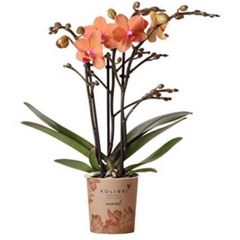 Orchidée d'intérieur Everspring