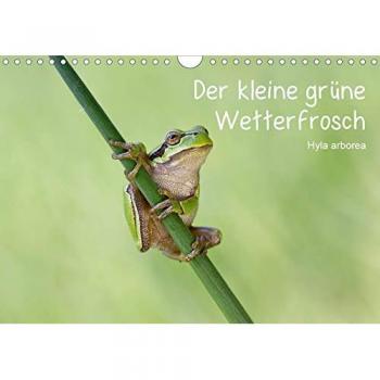 Der kleine grüne Wetterfrosch