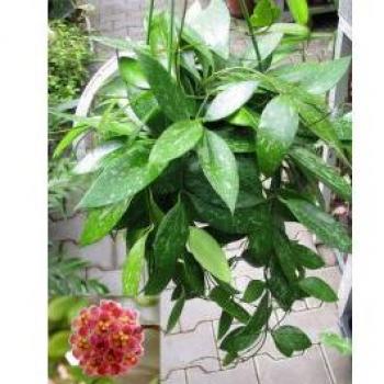 Plante à Fleurs Hoya Gracilis
