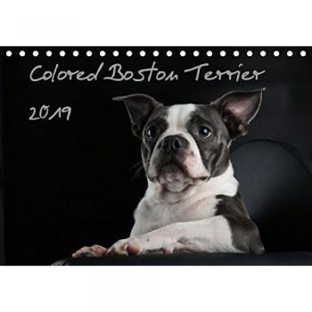 Colored Boston Terrier 2019