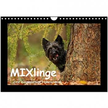 MIXlinge (Wandkalender 2025 DIN A4 quer) CALVENDO Monatskalender