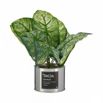 Caladium IBERGARDEN 6 x Multicolore – Set décoratif pour intérieur