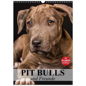 Pit Bulls und Freunde (Wandkalender 2024 DIN A3 hoch) CALVENDO Monatskalender