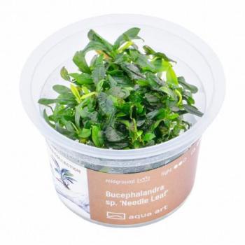 Bucephalandra sp Liane aux feuilles acérées – testée