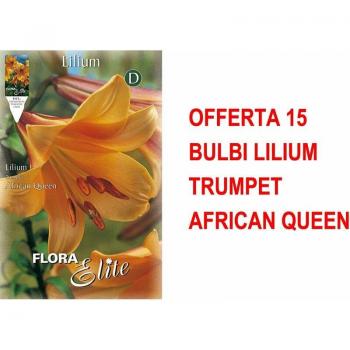 Set 15 Bulbi Lilium Trumpet Africa Queen Autunnale