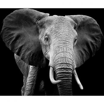 Peinture murale « Elephant du Botswana » – 80×50 cm – Origine France