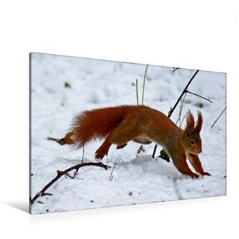 Winterliches Eichhörnchen-Wandbild 120x80 cm – Premium Textil-Leinwand, Kattobello