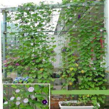Pea and Bean Climbing Net