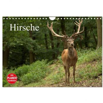 Hirsche (Wandkalender 2024 DIN A4 quer) CALVENDO Monatskalender
