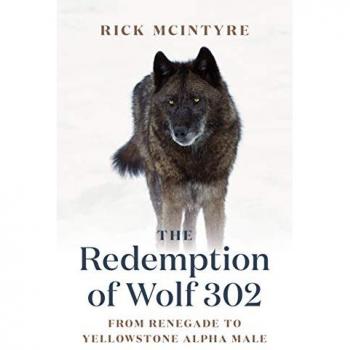 The Redemption of Wolf 302 : From Renegade to Yellowstone Alpha Male, by Rick McIntyre