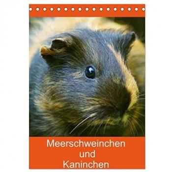 Kattobello, Kattobello: Meerschweinchen und Kaninchen Familienplaner (Tischkalender 2025 DIN A5 hoch), CALVENDO Monatskalender
