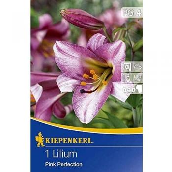 Kiepenkerl Pinke Lilien